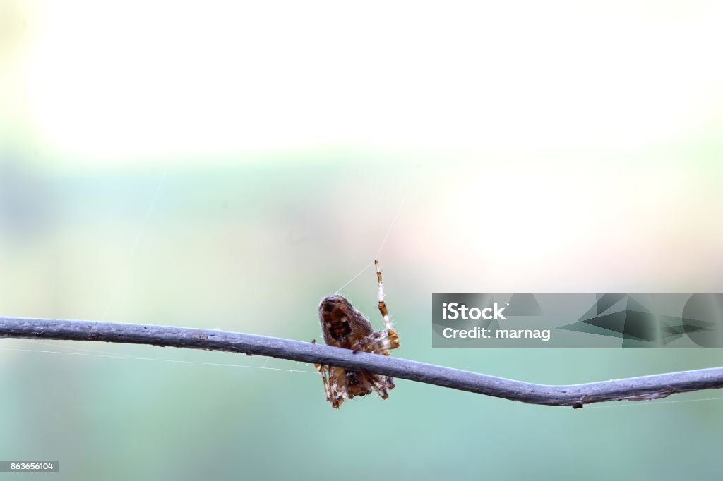 Dance on the pole Spider sits on the pole Animal Stock Photo