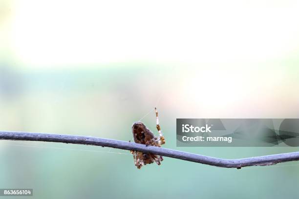 Dance On The Pole Stock Photo - Download Image Now - Animal, Animal Antenna, Animal Behavior