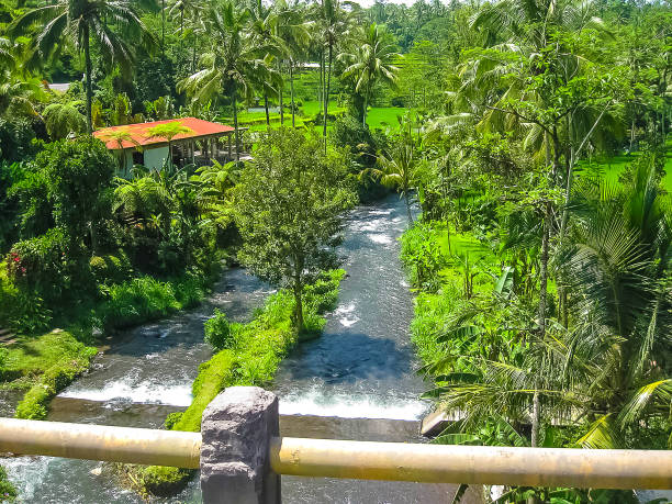 Mountain river Ayung among the jungle and bamboo thickets in Ubud, Bali island.