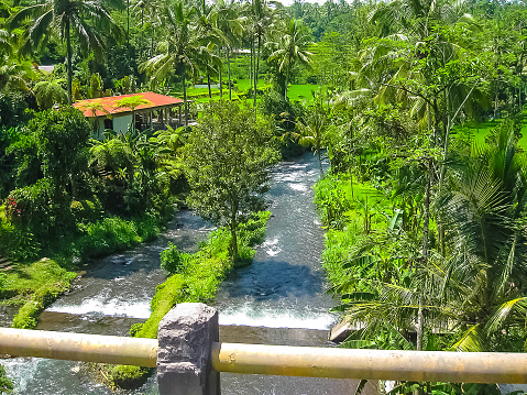 Mountain river Ayung among the jungle and bamboo thickets in Ubud, Bali