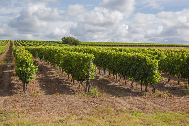 Rows of green of grapevine Rows of green of grapevine on the brown ground at summertime in famous vineyards of region Cognac, France cognac region photos stock pictures, royalty-free photos & images