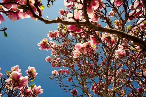 Magnolia blossom