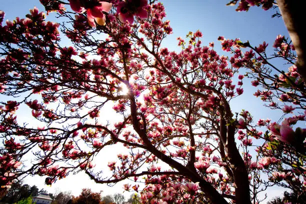 Magnolia blossom