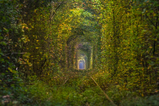 istock Old abandoned railway with natural tounel from trees 863670416