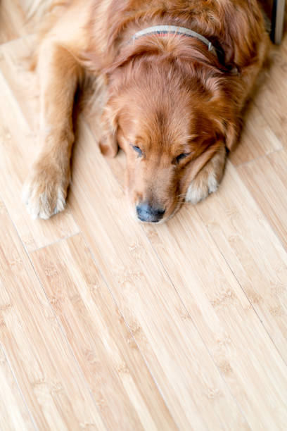 istock Tired dog relaxing at home 863674526