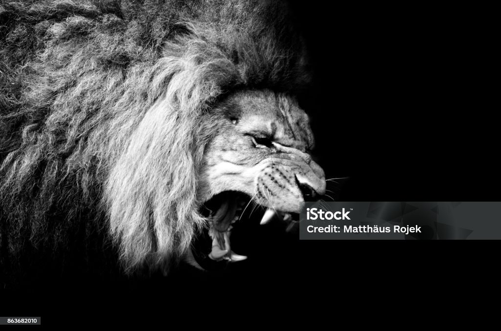 The Lion King Lion - Feline Stock Photo