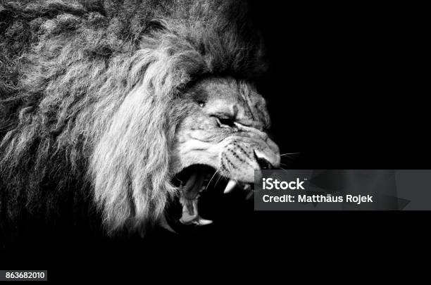 The Lion King Stock Photo - Download Image Now - Lion - Feline, Roaring, Strength