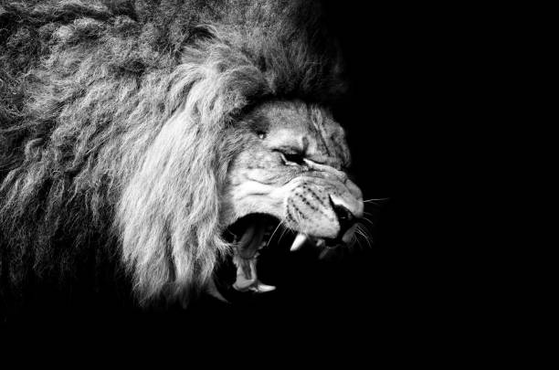 król lew - roaring zdjęcia i obrazy z banku zdjęć