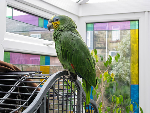Loro Amazonas en vidrieras sunroom. Pájaro del animal doméstico. photo