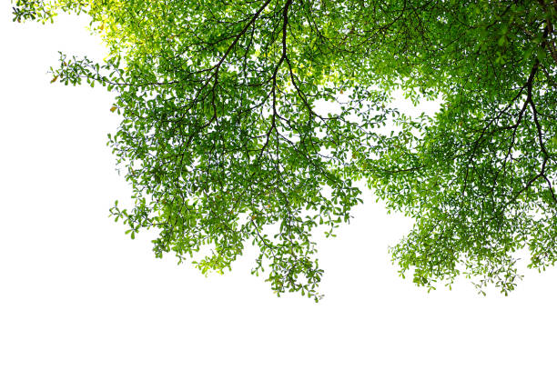istock branch and green leaf isolated on white 863690206
