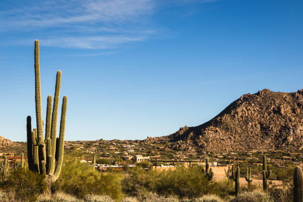 Saguaro Cactus in Scottsdale, Arizona stock photo