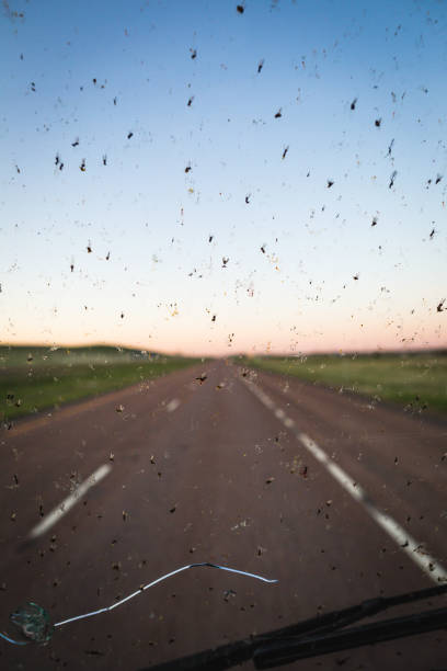 Bugs on a windshield with highway background stock photo