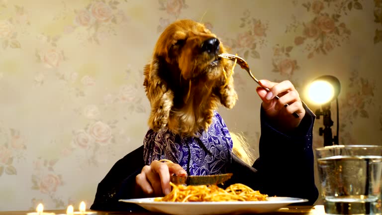 Elegant dog eating with human hands