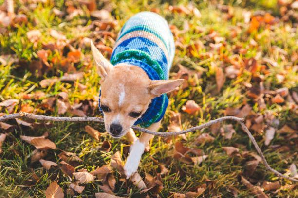 istock Miniature Chihuahua Wearing Sweater Carrying a Stick 863698086