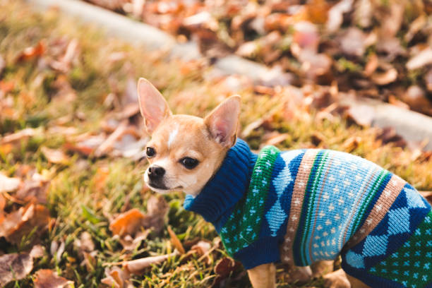 Miniature Chihuahua Wearing Sweater with Head Turned stock photo