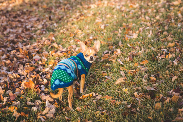 istock Miniature Chihuahua Wearing Sweater Looking into Camera 863698324