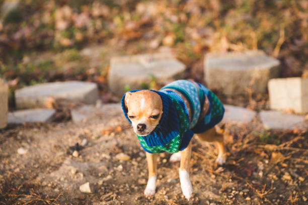istock Petite Chihuahua in Sweater 863698488