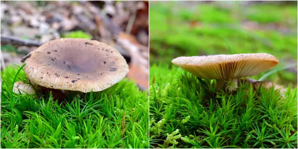 rare russula amoenolens mushroom in the forest