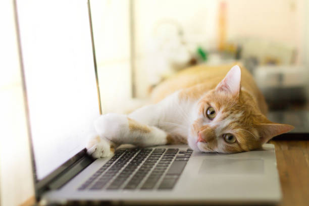 istock Cat sleeping over a laptop on wooden desk 863701182
