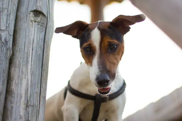 Jackrussel terrier puppy