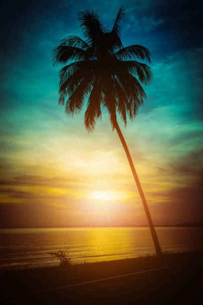 istock Silhouette coconut palm trees on beach at sunset. Vintage tone. 863706010