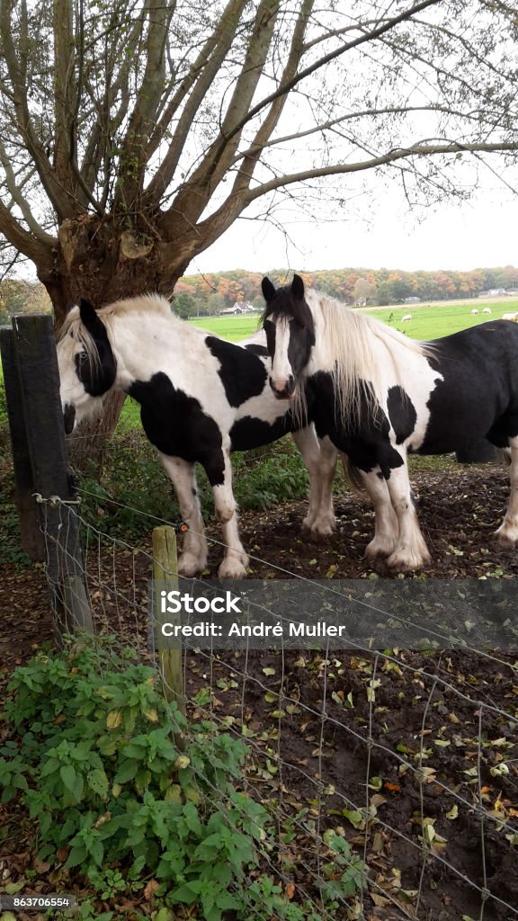 Paarden op een weide in Nederland - Royalty-free Ananas Stockfoto