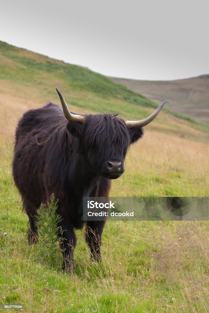 black highland cow on a scottish hill Agricultural Field Stock Photo