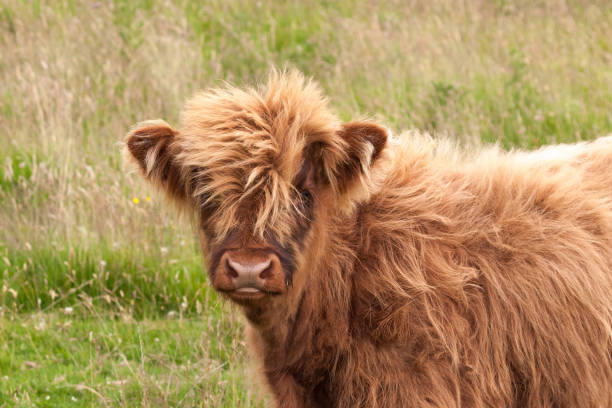 istock highland cow calf 863711976