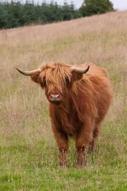 Photo of highland cow standing on a hill