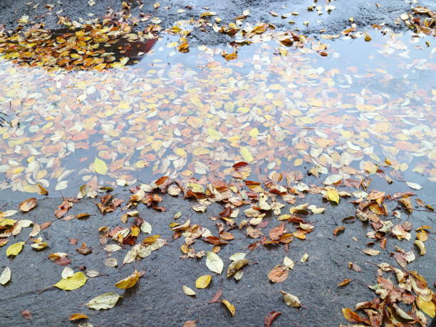 istock Autumn leaves in rainy weather 863713090