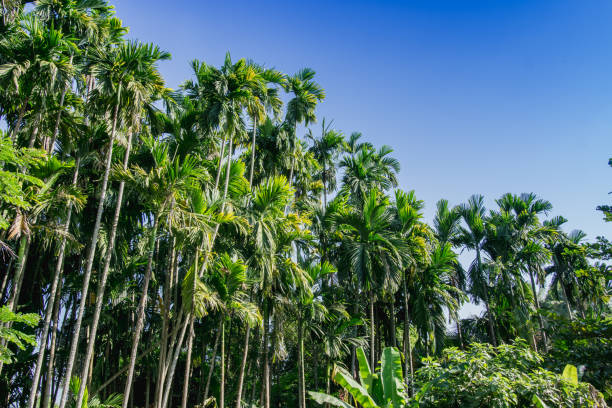 istock green Betel palm tree on blue sky background 863713106
