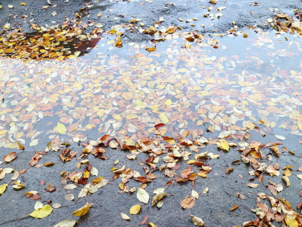 istock Autumn leaves in rainy weather 863715268