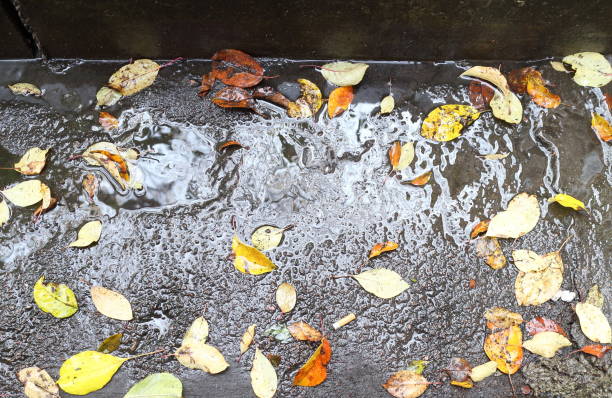 istock Autumn leaves in rainy weather 863717646