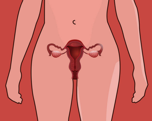 Female reproductive system Female reproductive system. Vector illustration isolated on a pink background. diagram of female reproductive system drawings stock illustrations