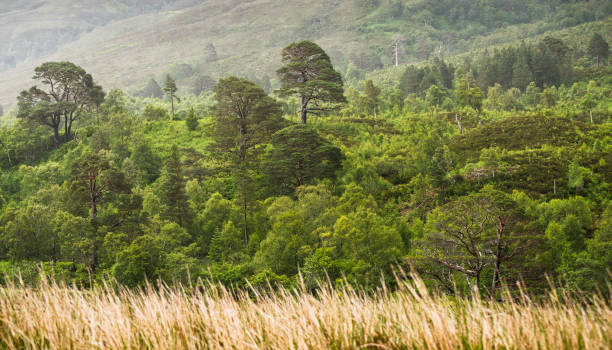 landscape on the A835 on the route to Ullapool shootings of landscapes in a rainy days on the way to Ullapool applecross peninsula stock pictures, royalty-free photos & images