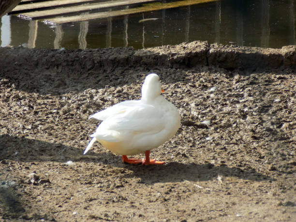 istock Domestic duck on the farm 863723758