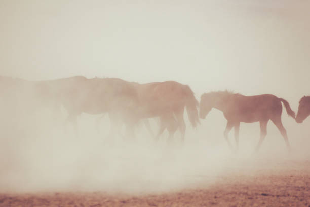 istock wild horses walking on foggy road 863723948
