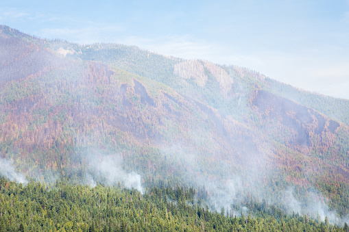 A close up of wild fires burning in the forest. A lot of smoke can be seen in the air.