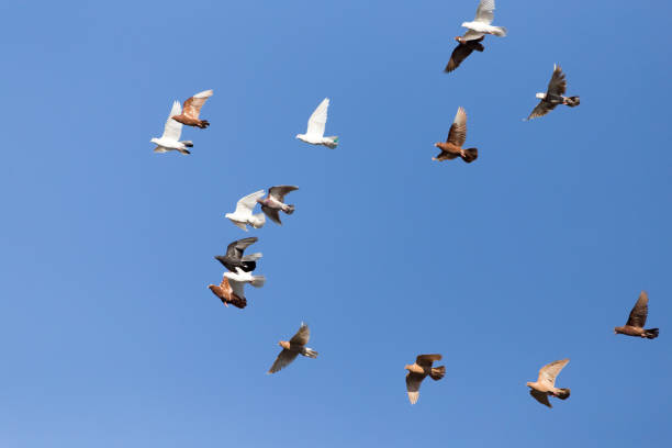 istock flock of pigeons on blue sky 863739968