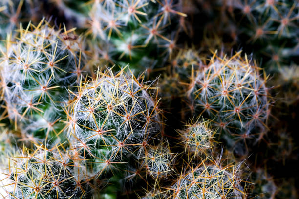 istock Texture of Cactus plant close-up on black background . soft focus 863742586