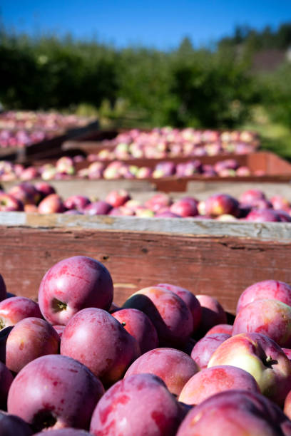 istock Fresh Harvest Ripe Organic Red Delicious Apple Okanagan Valley 863743152