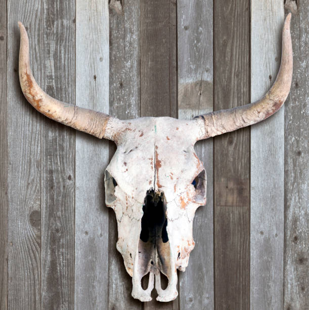 vecchio teschio di mucca. - horned death dead texas longhorn cattle foto e immagini stock