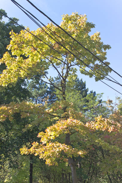 istock Crown of tree with electric cable over sky 863746422