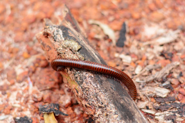 l’adulte de mille-pattes gloser sur vieux bois - ramble photos et images de collection