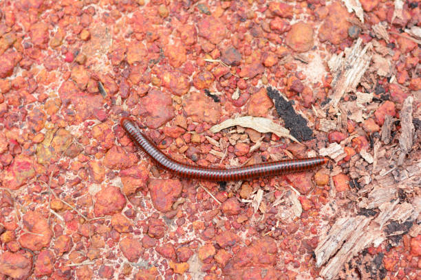 l’adulte de mille-pattes gloser sur sol de roche - ramble photos et images de collection