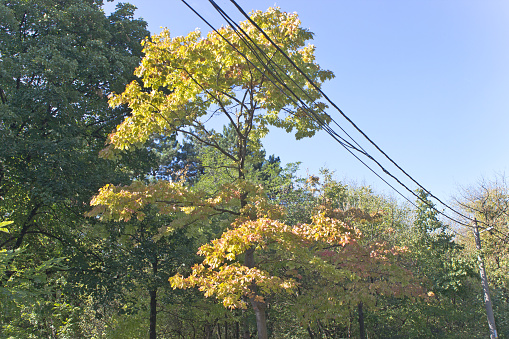 Crown of tree with electric cable over sky