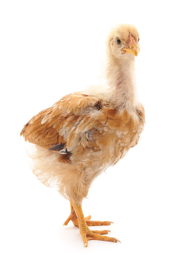 Small chicken isolated on a white background.