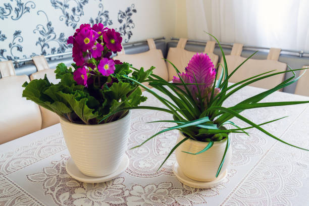 istock Pink Tillandsia and primrose in room on table 863752942