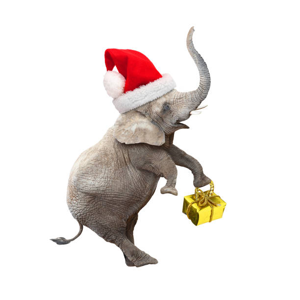 istock African elephant with santa's cap delivering christmas gifts. 863753094