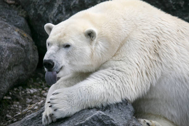 istock Beautiful Canadian polar bear lying on rocks in nature. 863753354